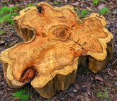 Live Edge Cedar Round Coffee Table
